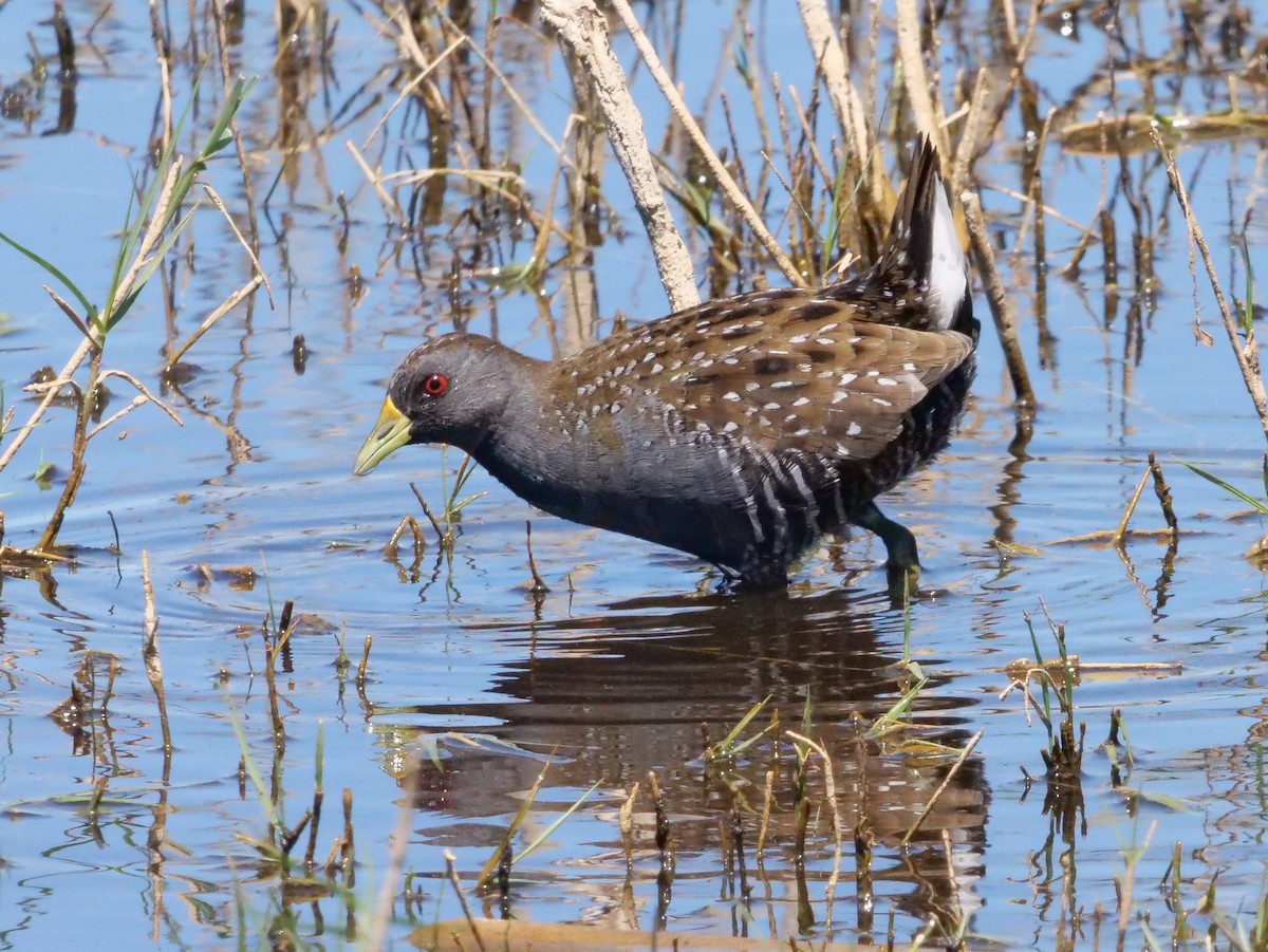 Australian Crake - ML140319221