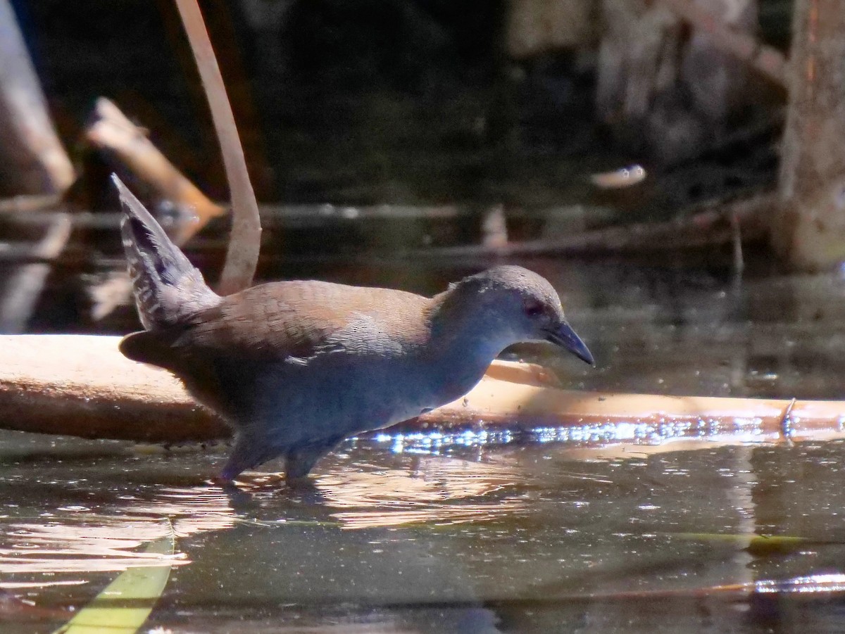 Spotless Crake - Peter Lowe