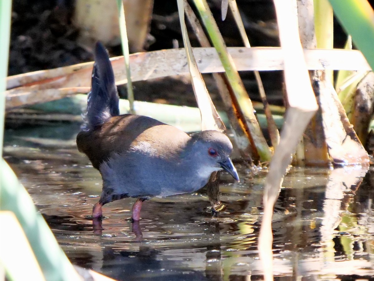 Südsee-Sumpfhuhn - ML140319251