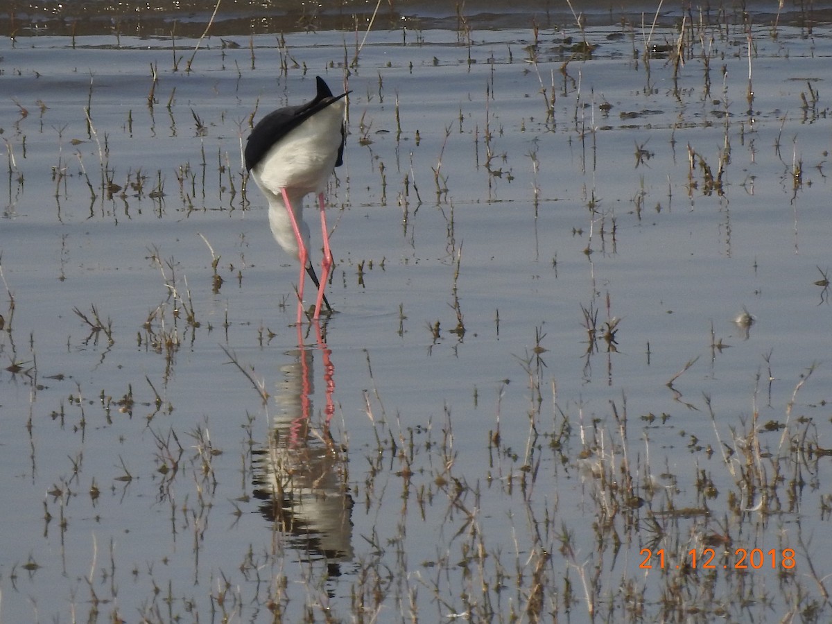 Black-winged Stilt - ML140319281