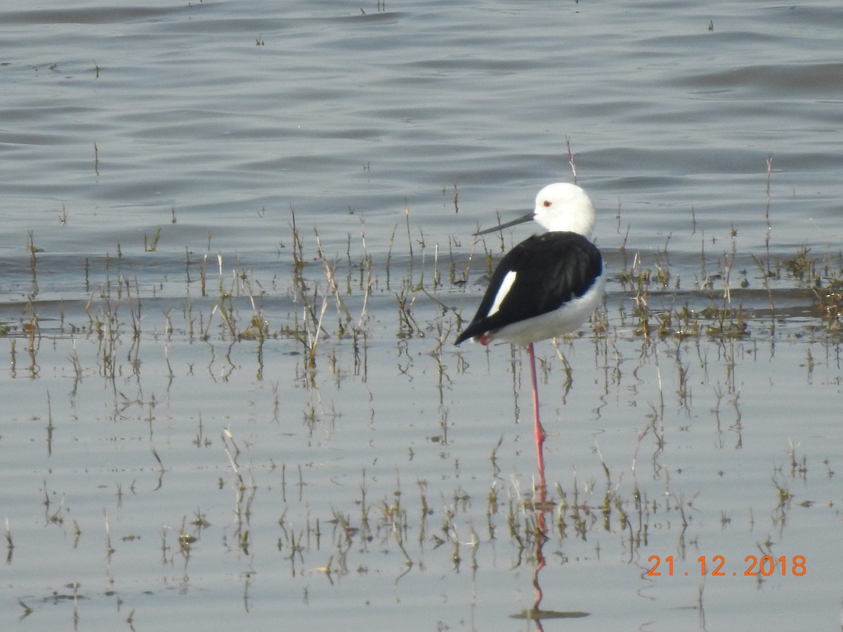 Black-winged Stilt - ML140319291