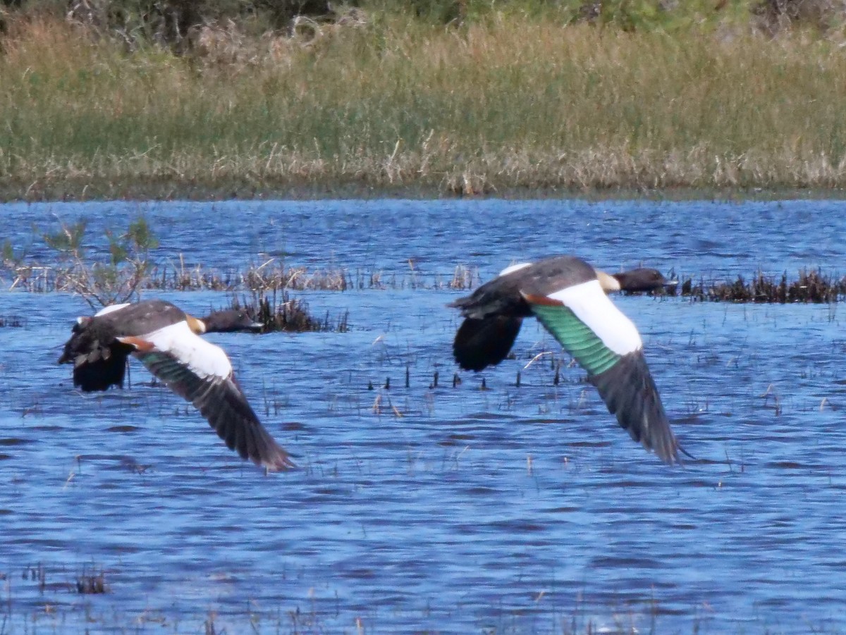 Australian Shelduck - ML140319331