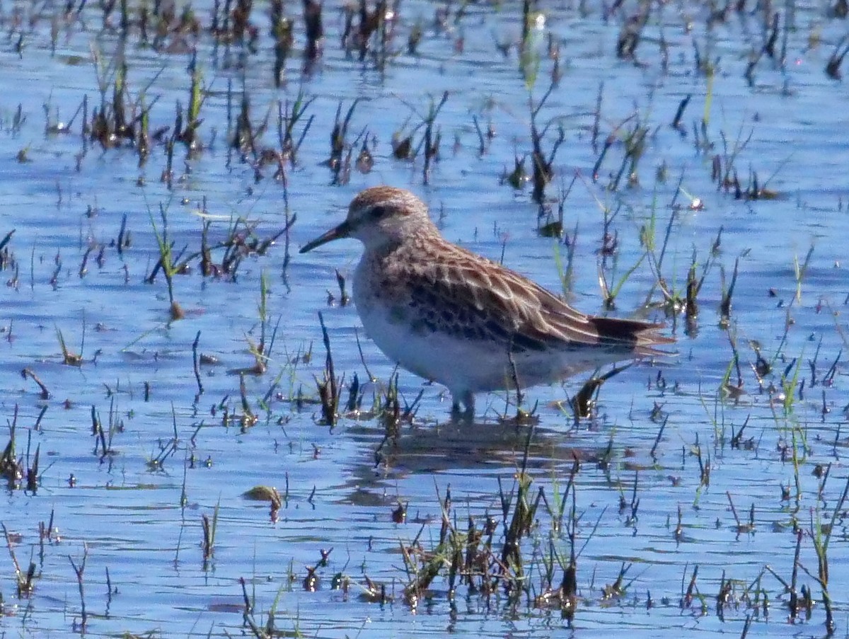 Sharp-tailed Sandpiper - ML140319391