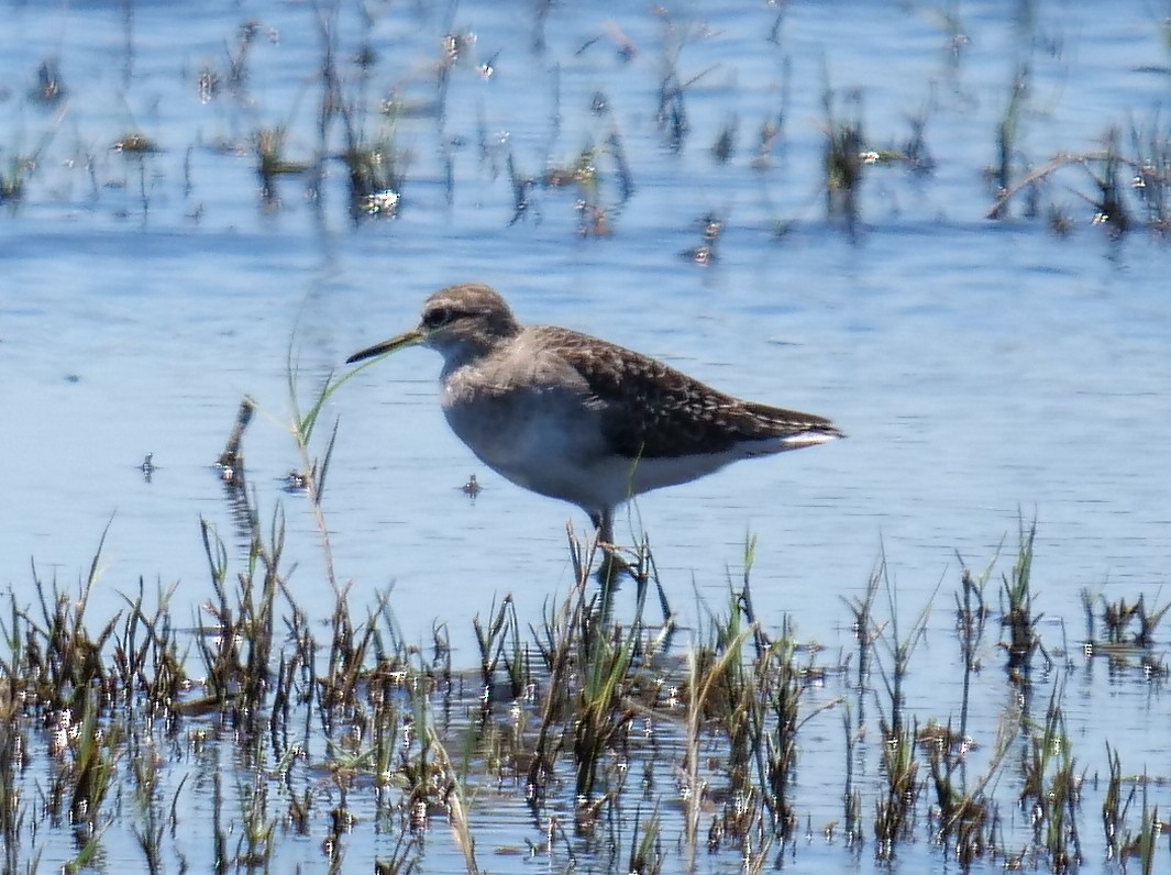 Bruchwasserläufer - ML140319411