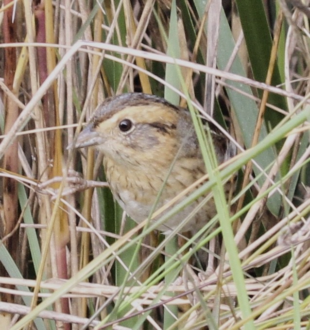 Nelson's Sparrow - ML140319511