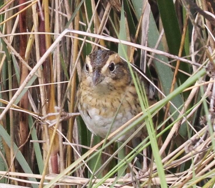 Nelson's Sparrow - ML140319521