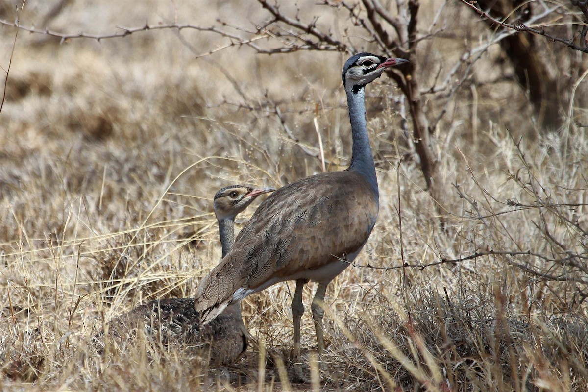 White-bellied Bustard - Justin Goldberg