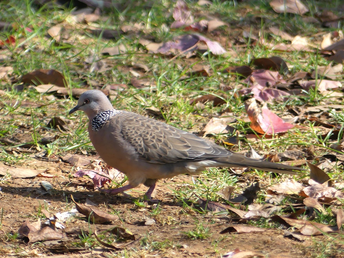 珠頸斑鳩 - ML140319641