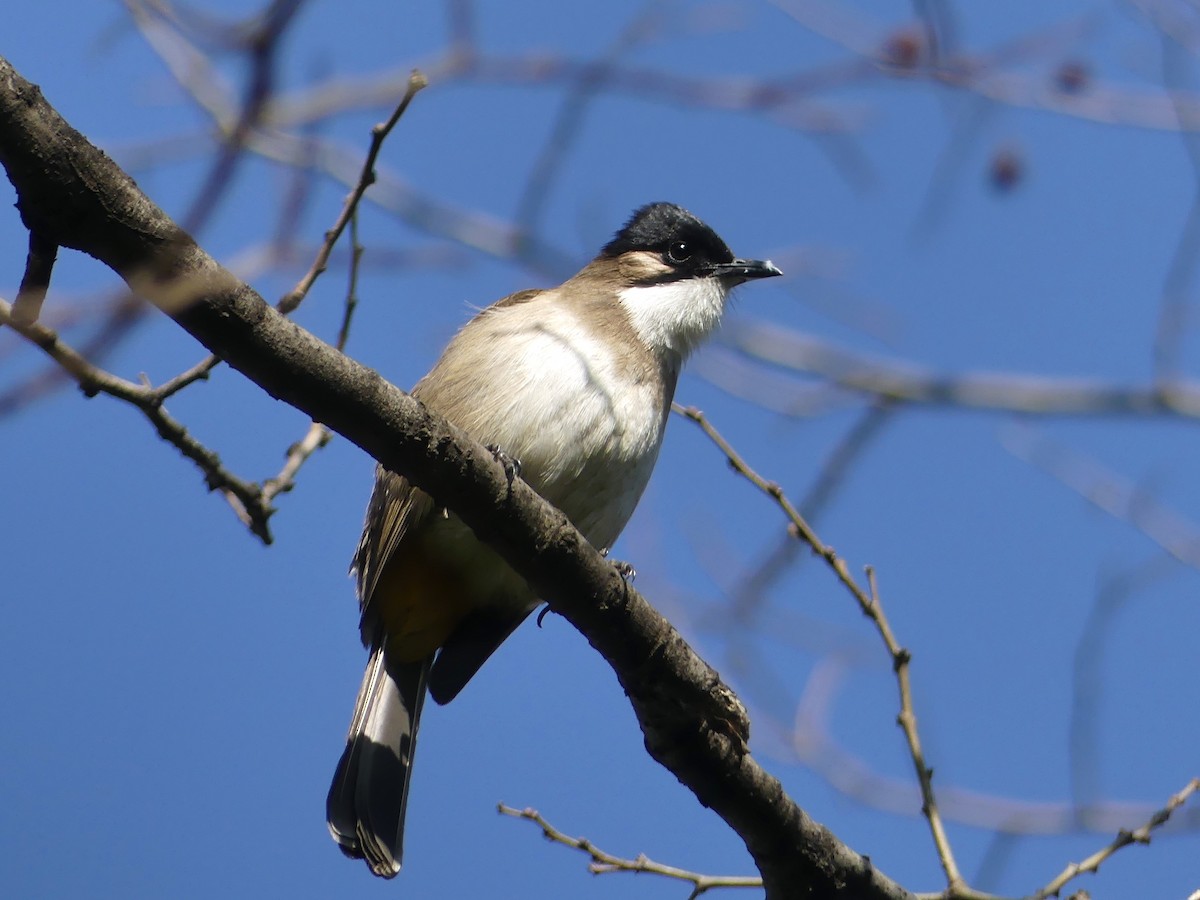 Bulbul à poitrine brune - ML140319651