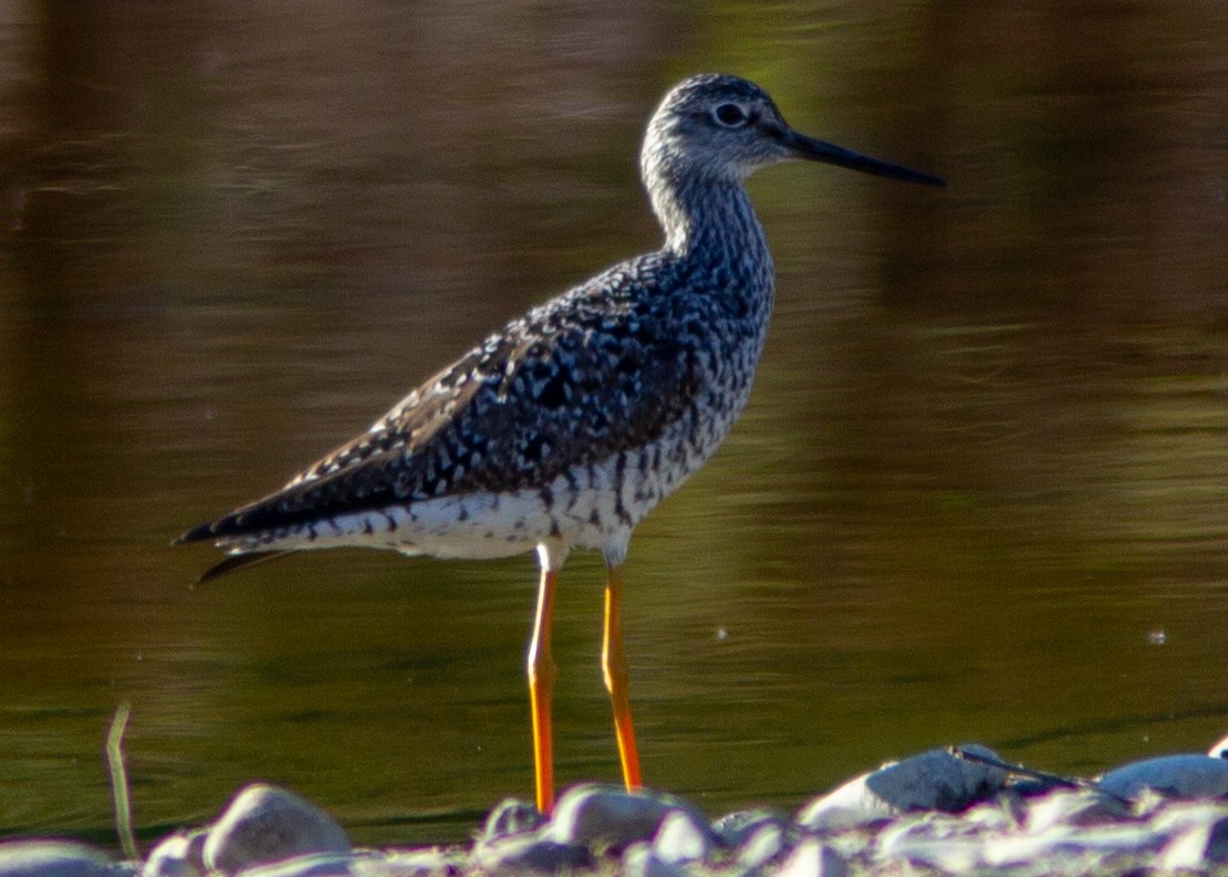 Greater Yellowlegs - ML140320061