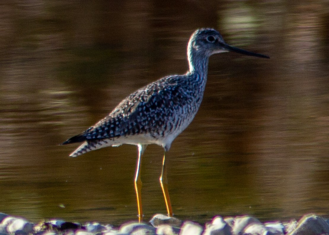 Greater Yellowlegs - ML140320081