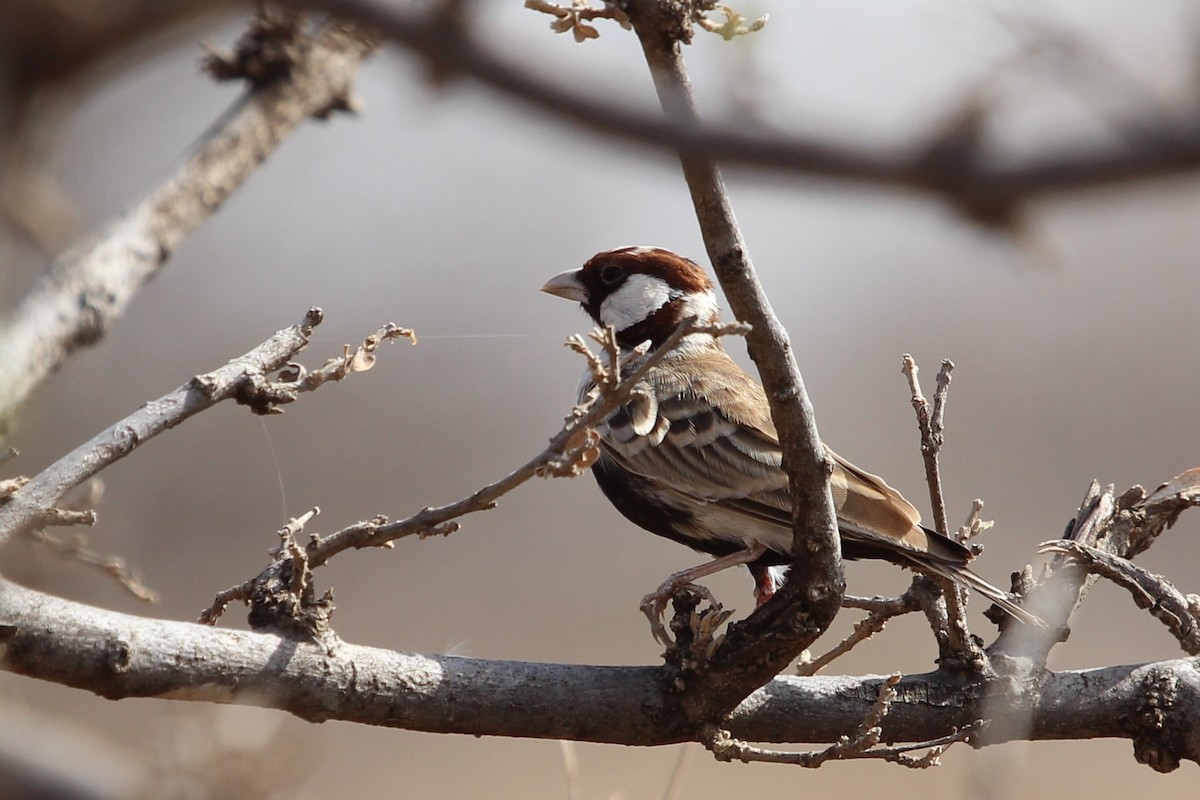 Chestnut-headed Sparrow-Lark - Justin Goldberg