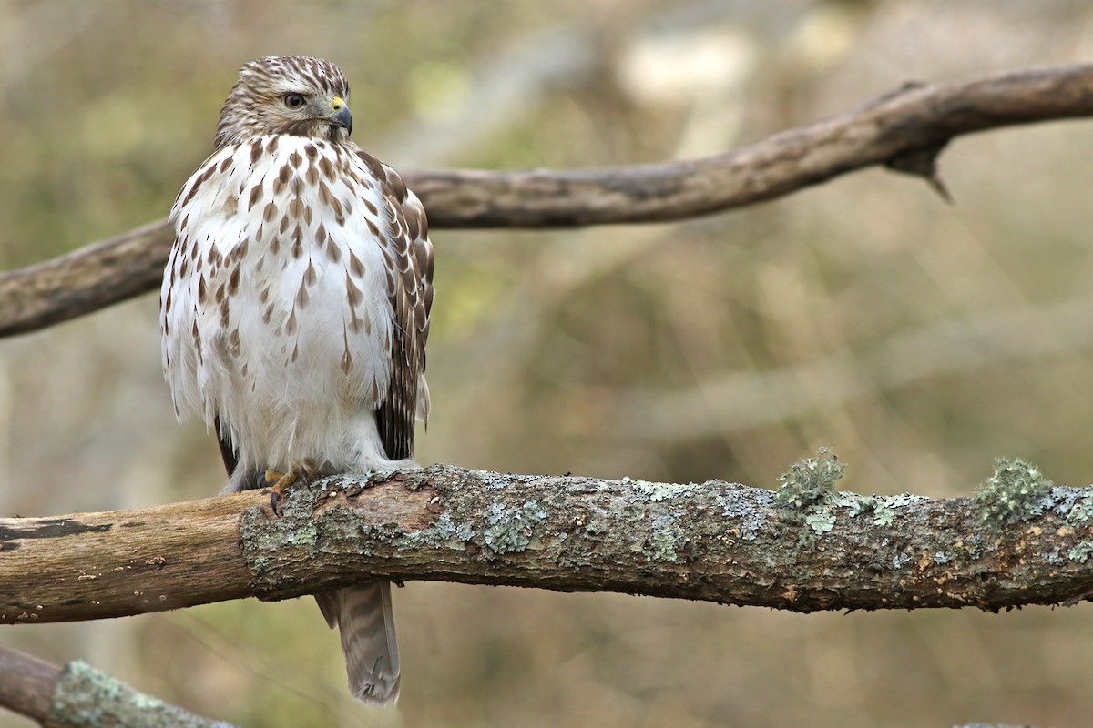 Red-shouldered Hawk (lineatus Group) - ML140321131