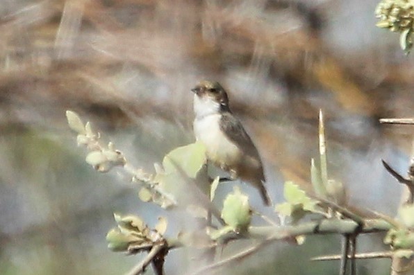 Mouse-colored Penduline-Tit - ML140321331