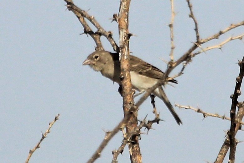 Yellow-spotted Bush Sparrow - ML140321541
