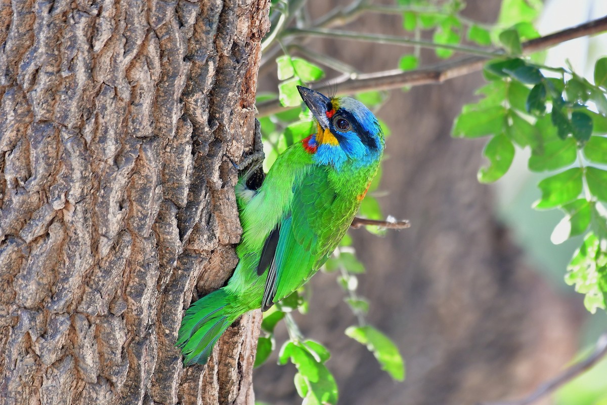 barbet tchajwanský - ML140322001