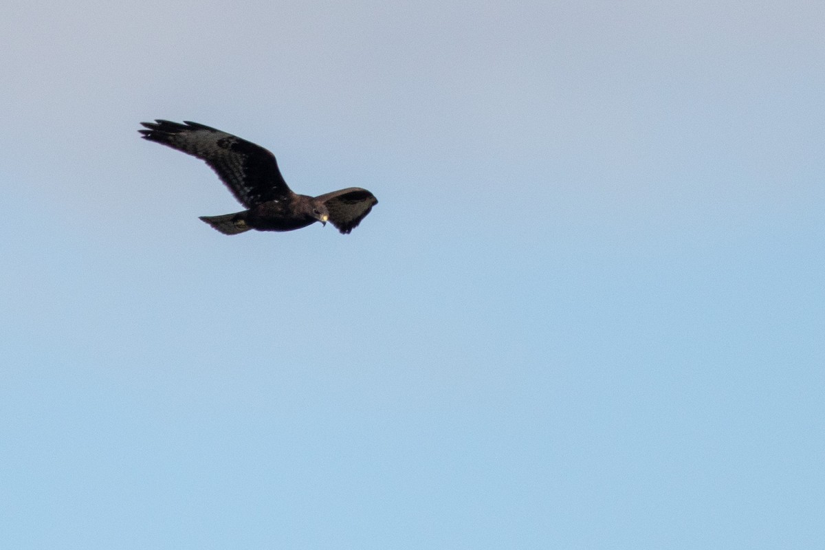 Short-tailed Hawk - ML140322851