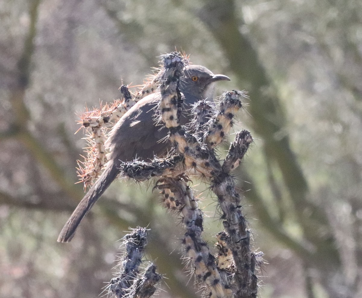 Curve-billed Thrasher - ML140323631