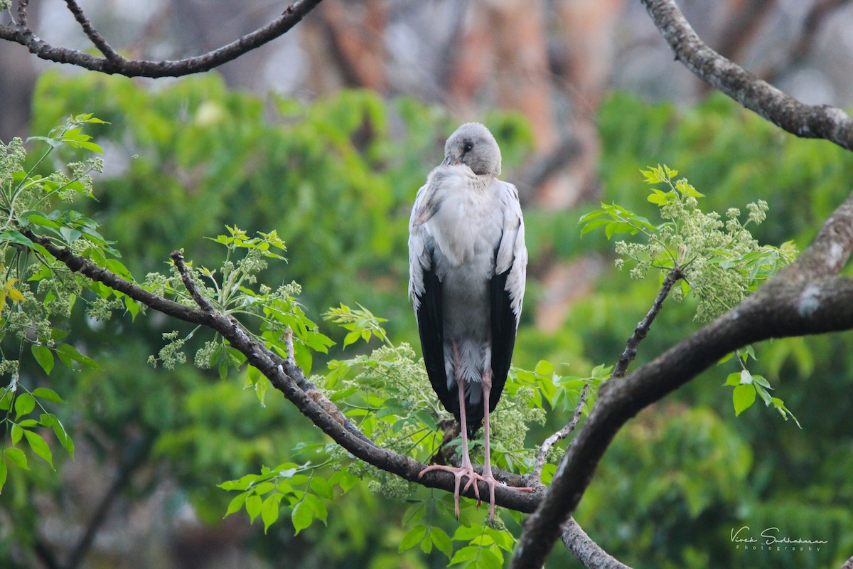 Asian Openbill - ML140326471