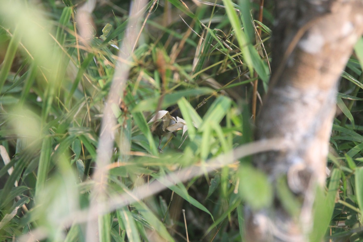 Dark-fronted Babbler - ML140326951