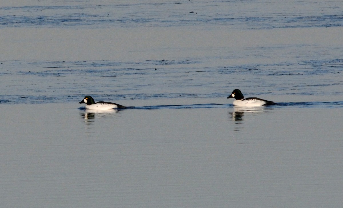 Common Goldeneye - ML140326971