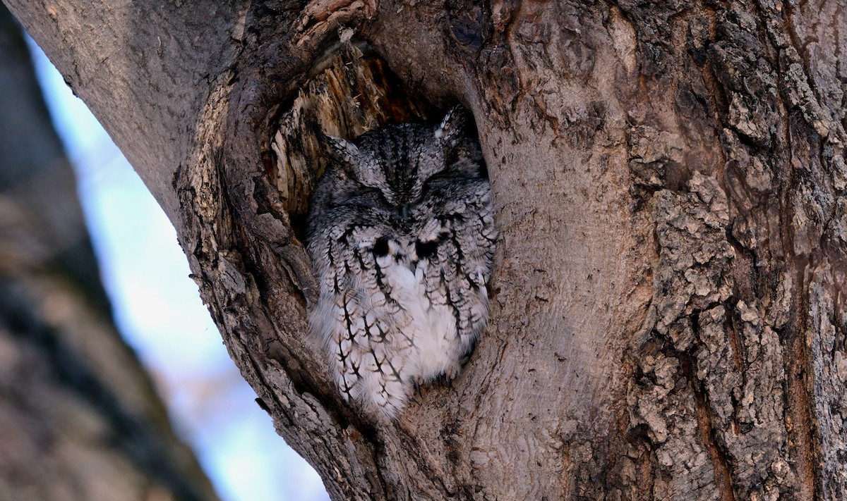 Eastern Screech-Owl - ML140327091