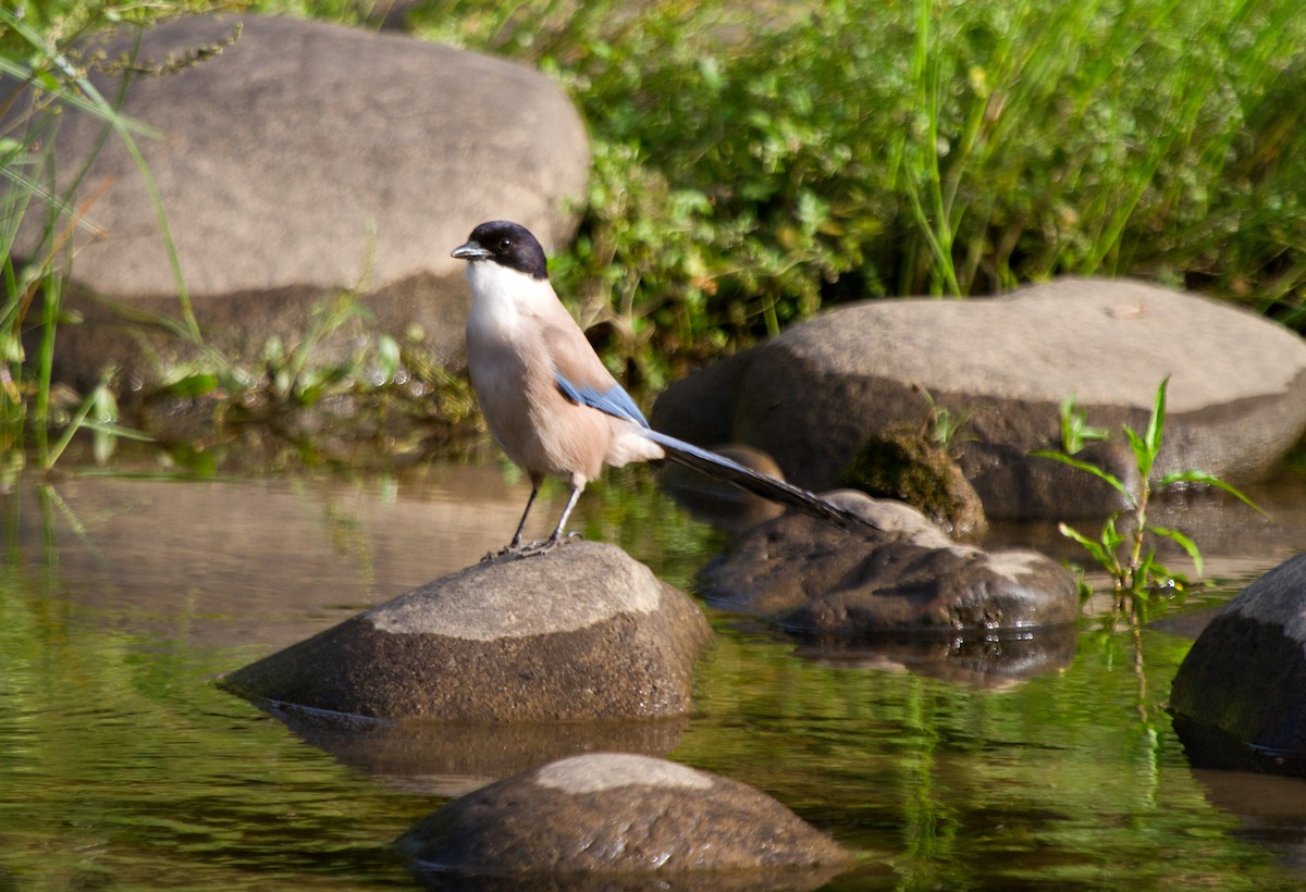 Iberian Magpie - ML140327761