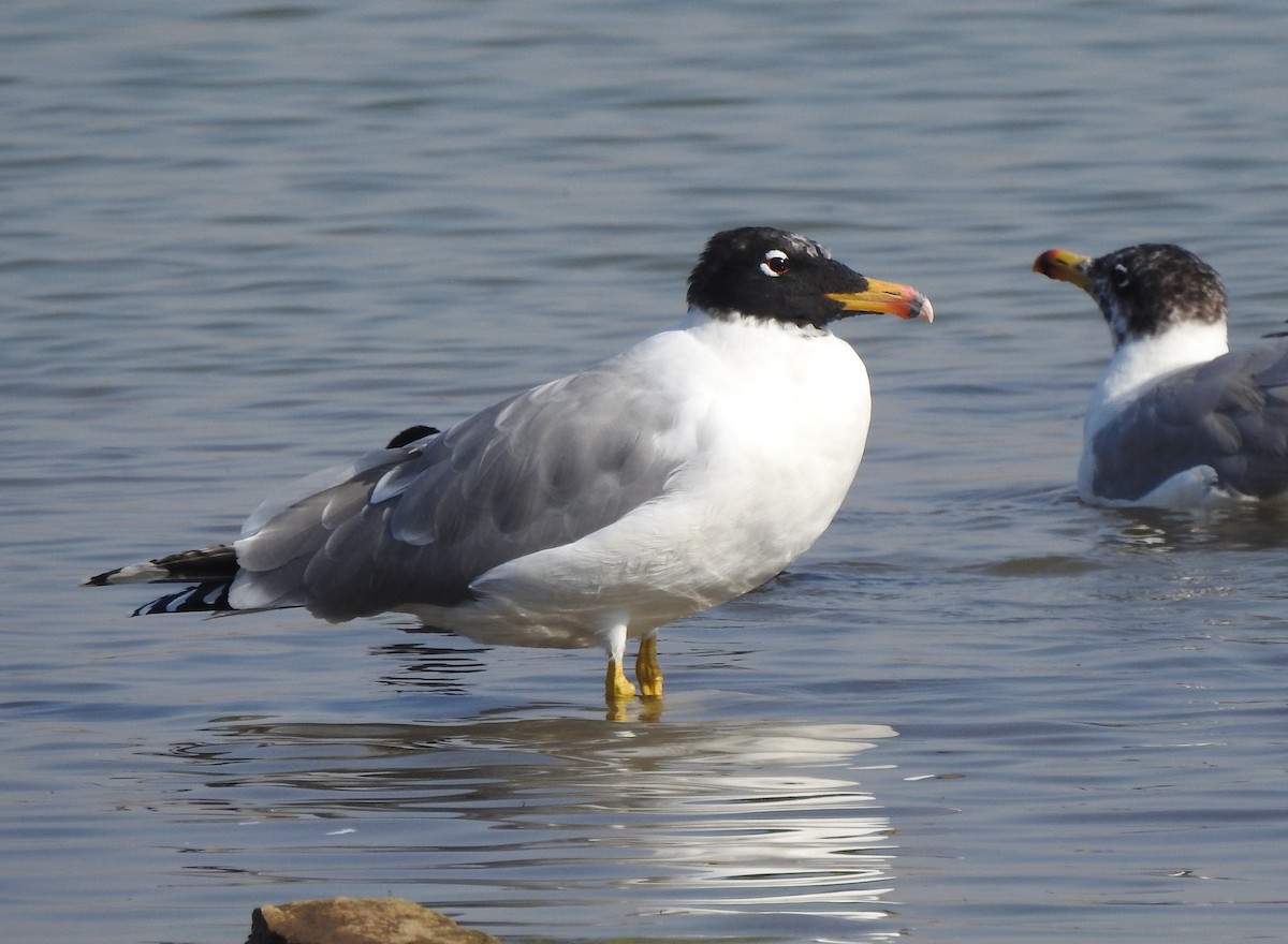 Pallas's Gull - ML140327811