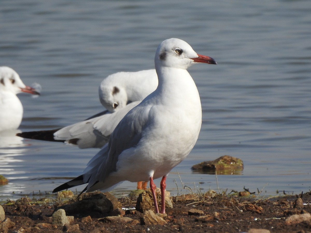 Gaviota Centroasiática - ML140327991