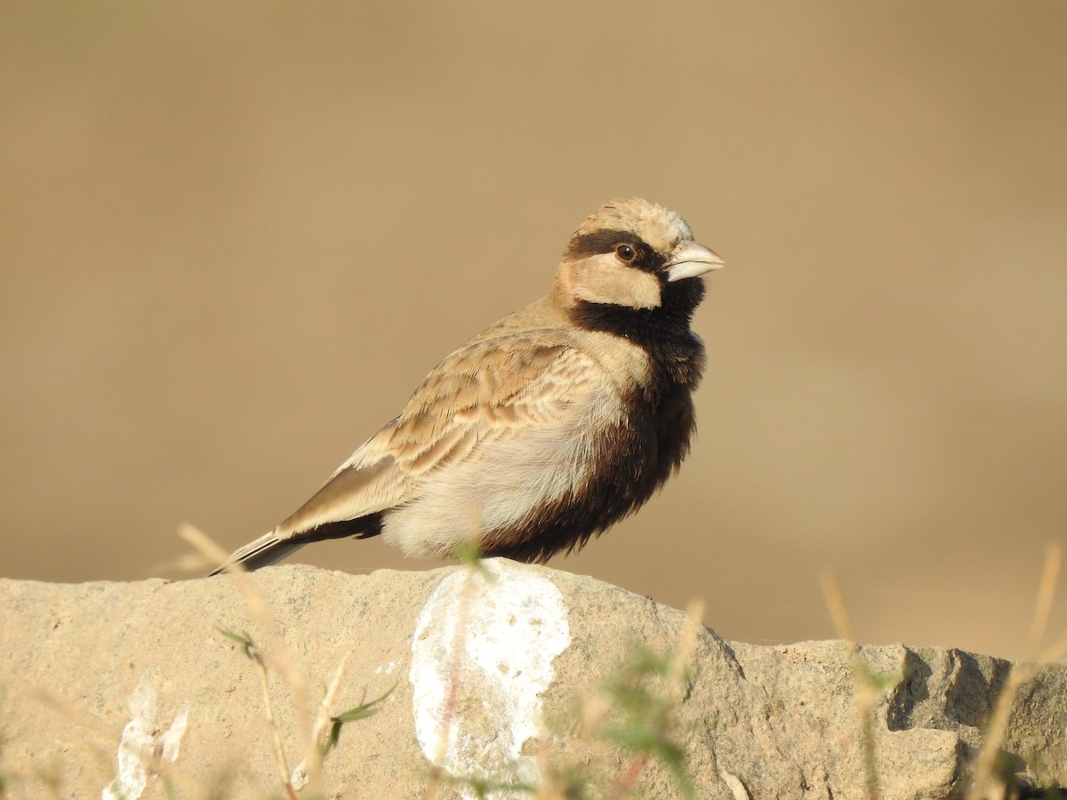 Ashy-crowned Sparrow-Lark - ML140328221