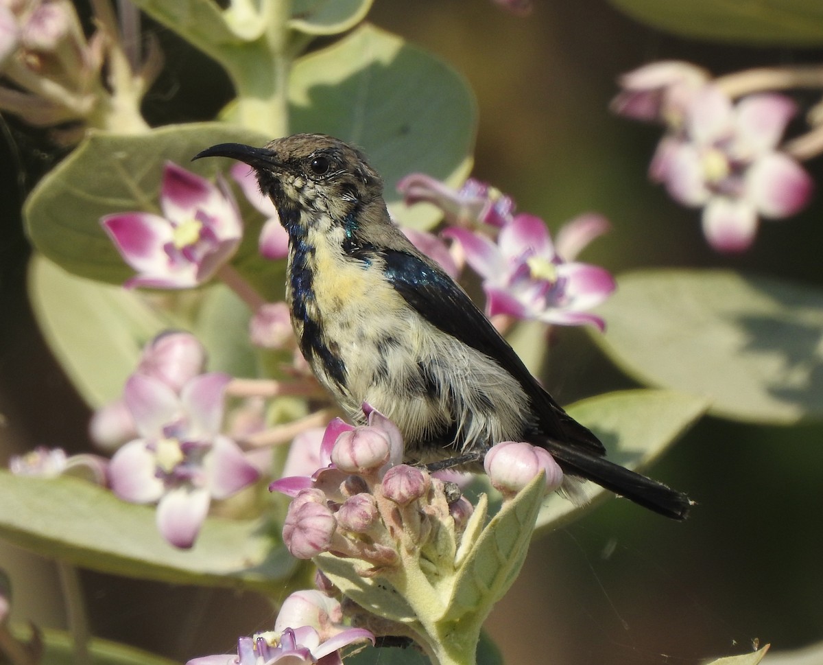 Purple Sunbird - ML140328301