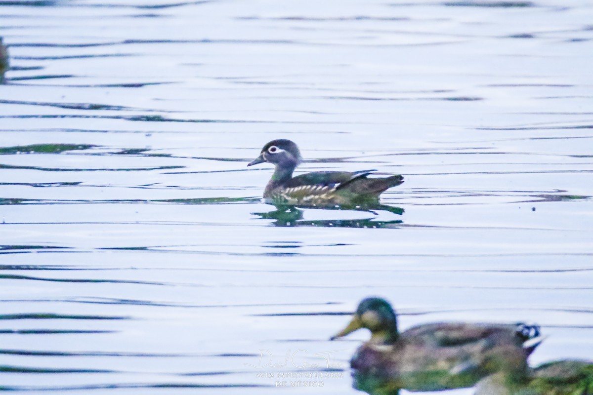 Wood Duck - Daniel  Garza Tobón