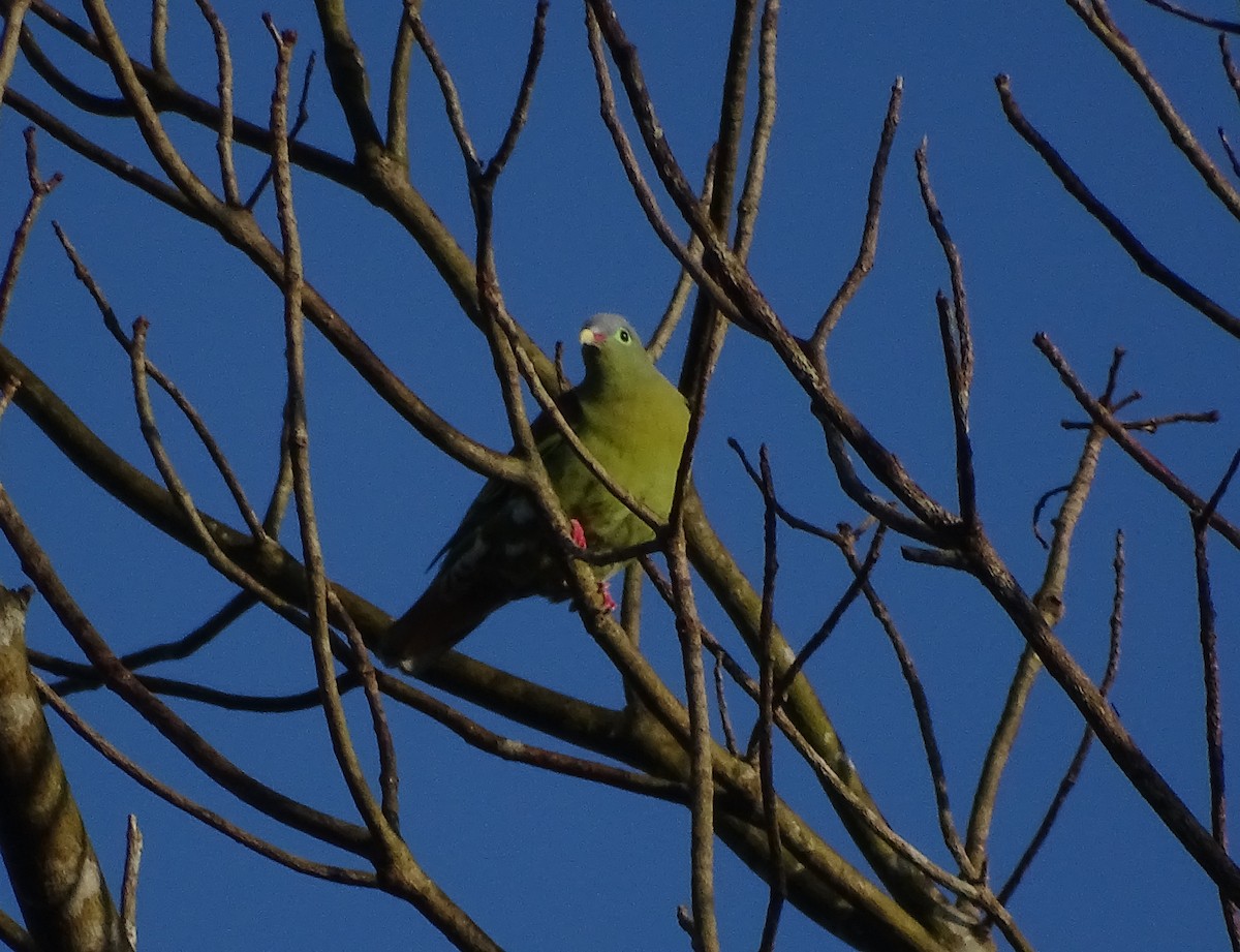 Thick-billed Green-Pigeon - ML140328821