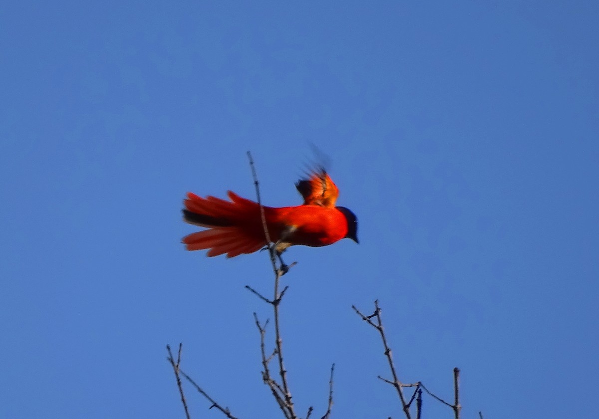 Scarlet Minivet - ML140328871