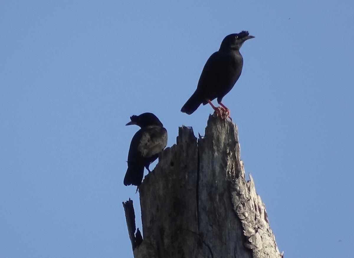 Crested Myna - ML140329141