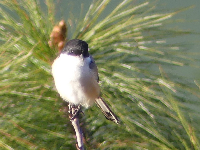 Long-tailed Shrike - Shelley Rutkin