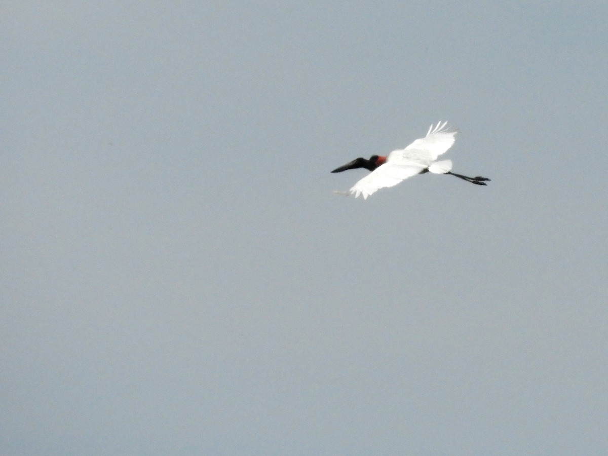 Jabiru - ML140333081