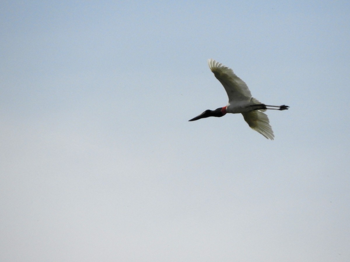 čáp jabiru - ML140333111