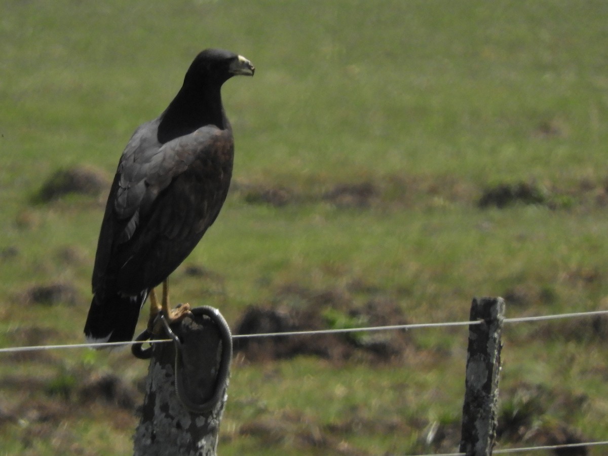 Great Black Hawk - ML140333271