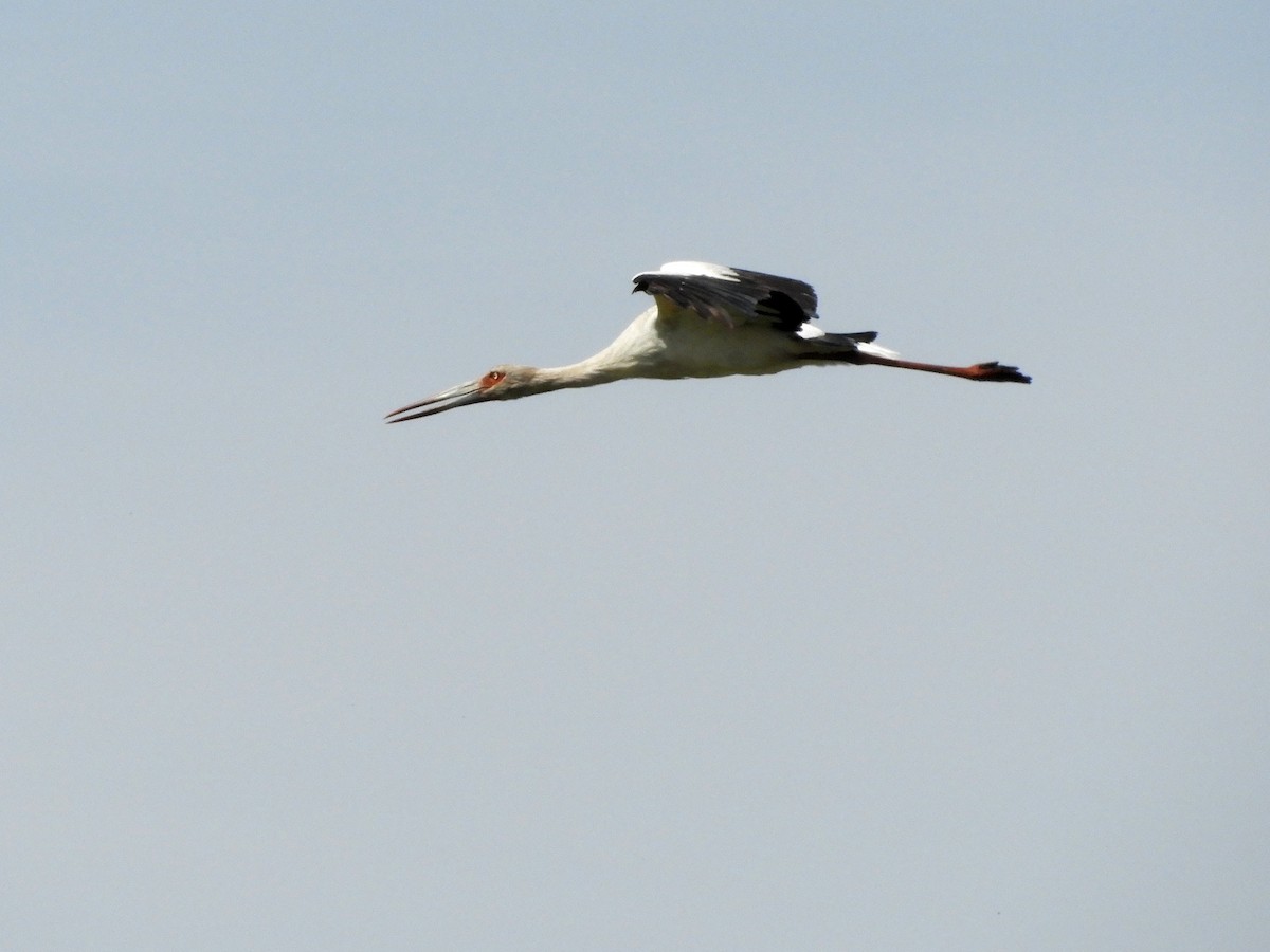 Maguari Stork - ML140333471