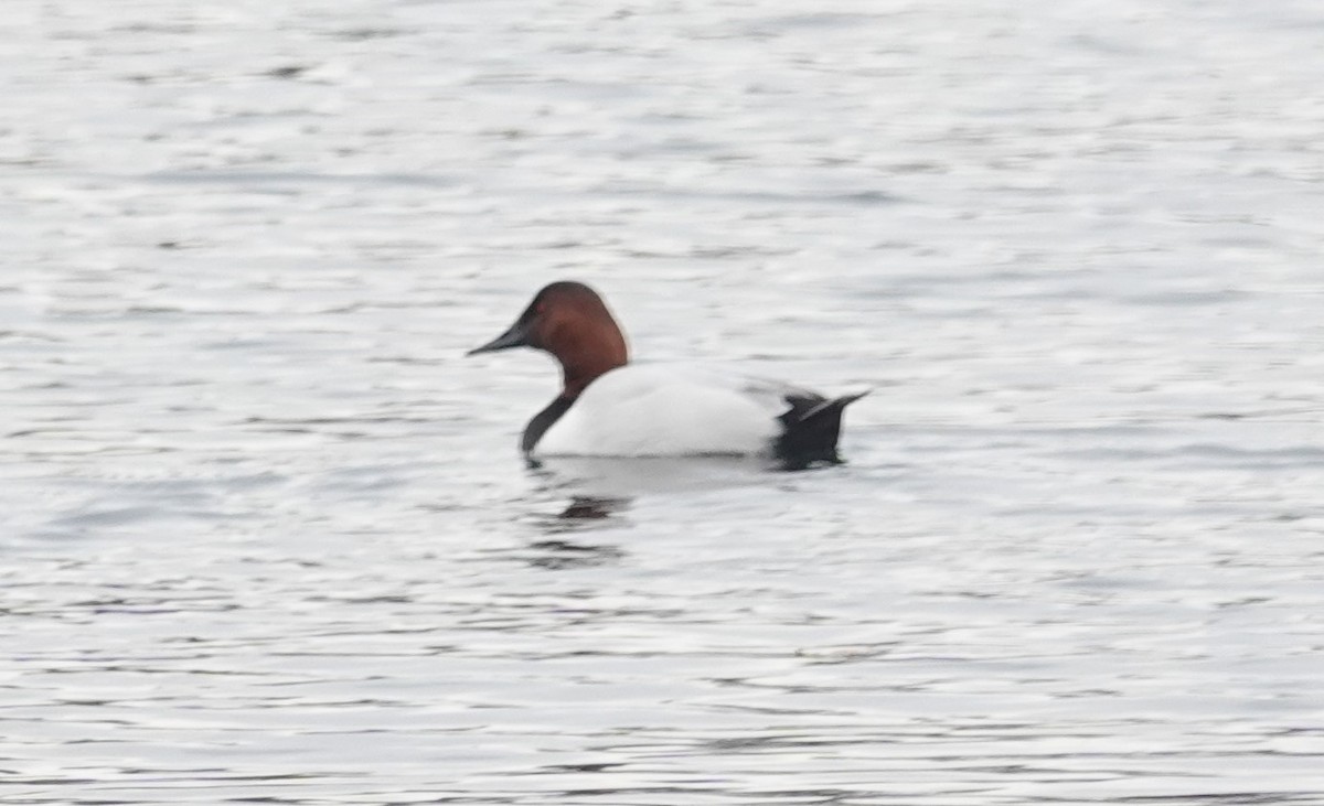 Canvasback - ML140333691