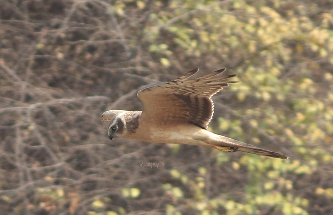 Pallid Harrier - Ajay R