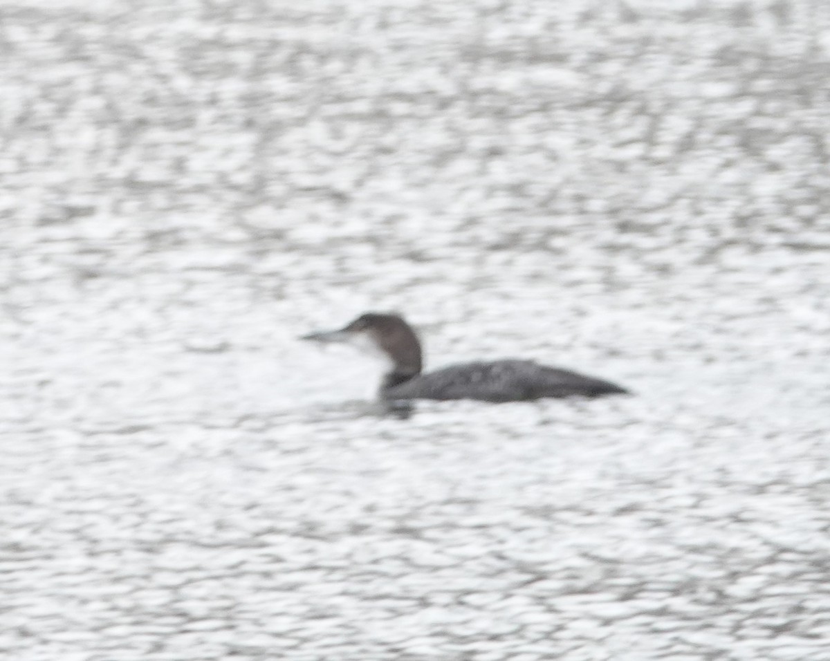 Common Loon - ML140334121