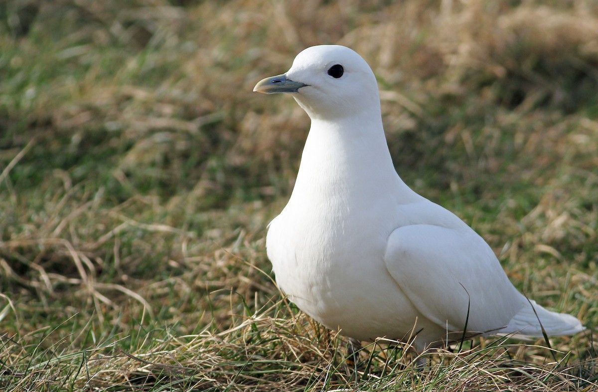 Ivory Gull - ML140334501