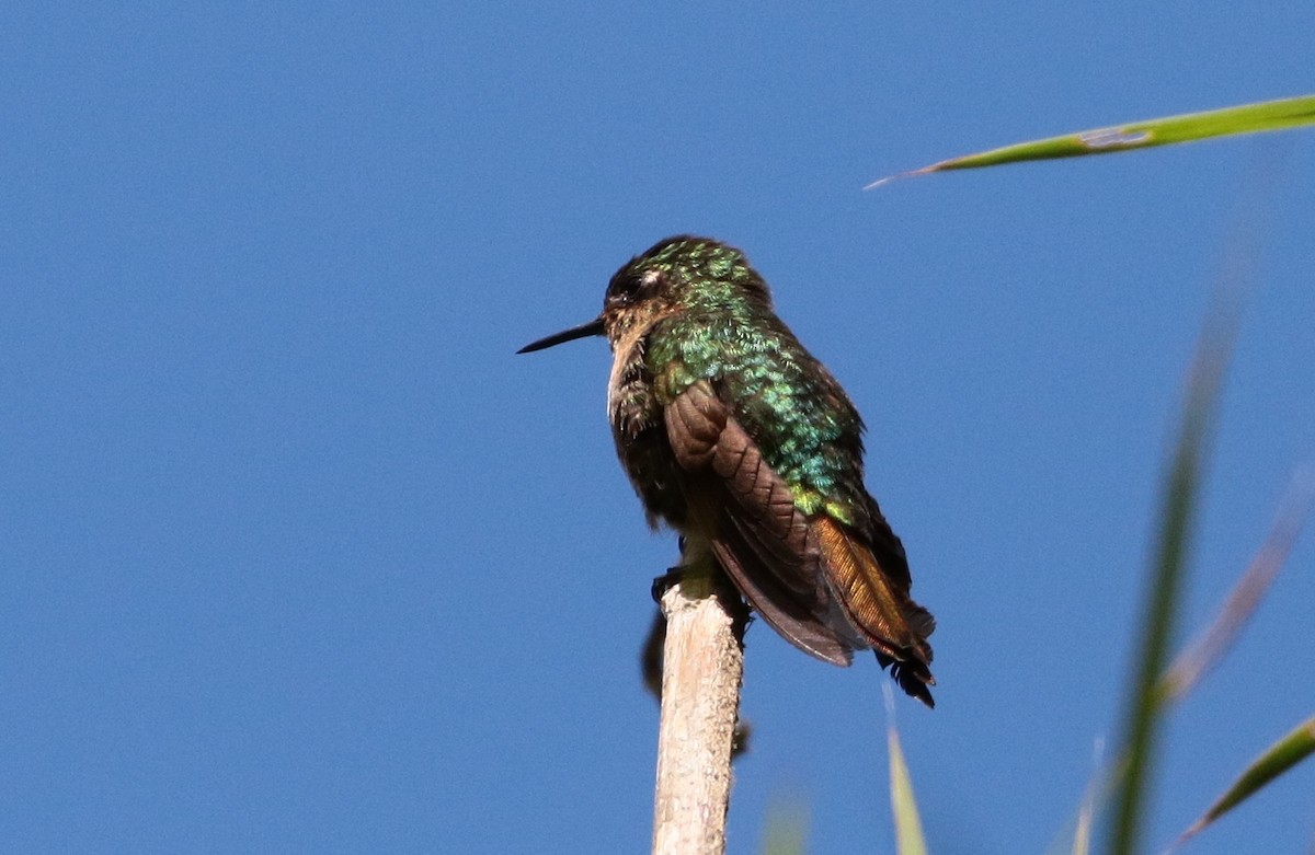 Tyrian Metaltail - Margareta Wieser