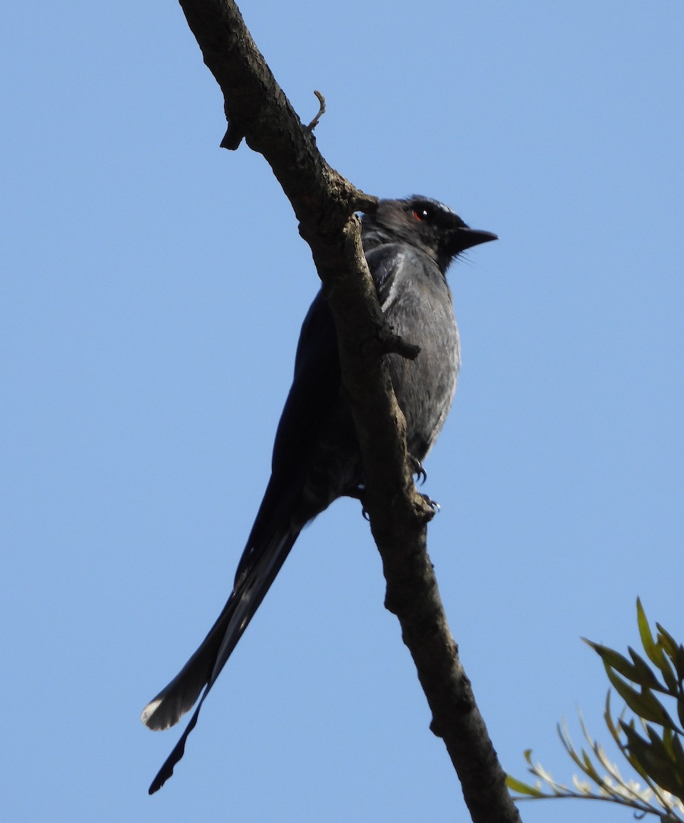 Drongo cendré - ML140335591