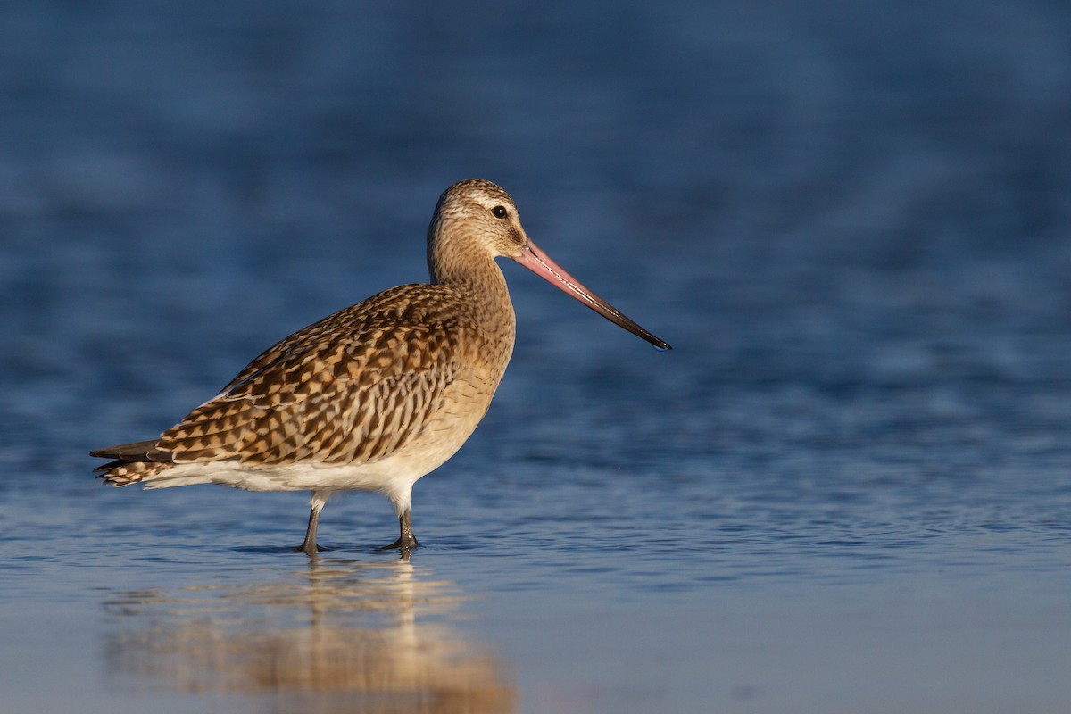 Bar-tailed Godwit - Martin H. Horny