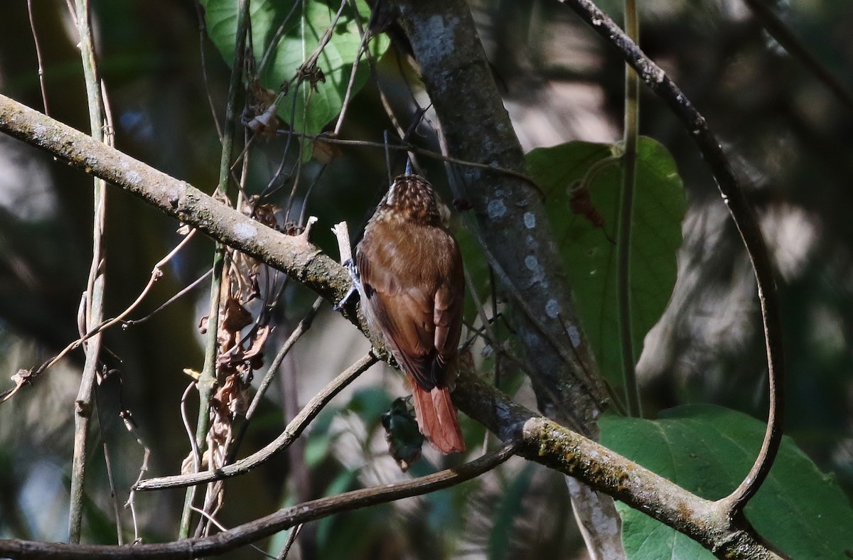 Streaked Xenops - Margareta Wieser