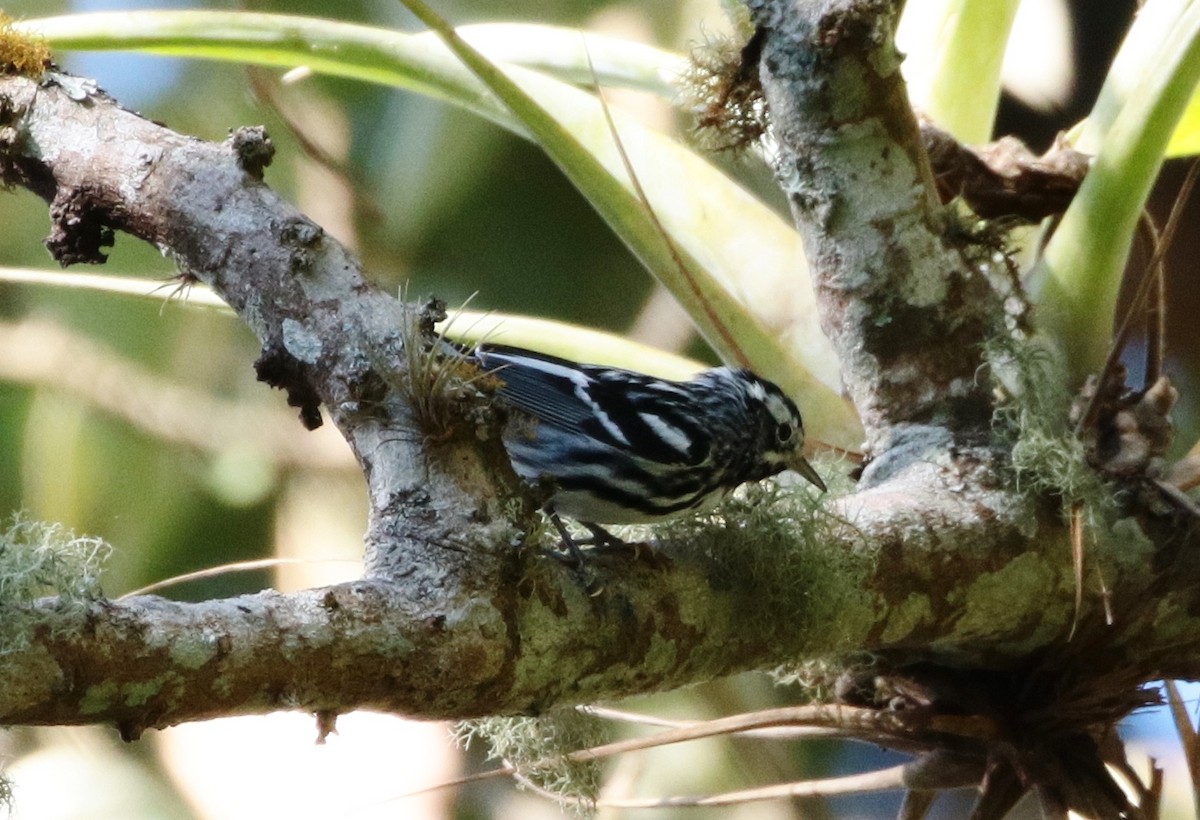 Black-and-white Warbler - ML140337391