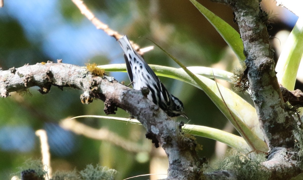 Black-and-white Warbler - ML140337401